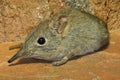 Ekephant shrew