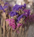 Ekibana, dry multicolored flowers, Kermek is a perennial plant, but in regions with harsh winters grows as a one-year-old. Royalty Free Stock Photo