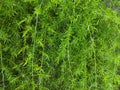 Ekor tupai plant or asparagus densiflorus sprengeri, asparagus fern texture background Royalty Free Stock Photo