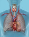 El aparato cardio-respiratorio Royalty Free Stock Photo