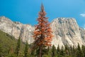 El Capitan granite rocks, known for breathtaking climbing routes,view from Yosemite valley, California, USA.