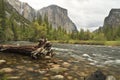 El Capitan and Merced River Cedar Royalty Free Stock Photo