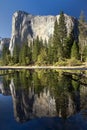 El Capitan reflected in the Merced River, Yosemite National Park, California, USA Royalty Free Stock Photo