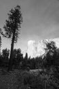 El Capitan seen from Yosemite valley floor. Vertical black and white photo Royalty Free Stock Photo