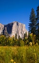 El Capitan, Yosemite National Park Royalty Free Stock Photo