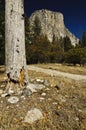 El Capitan in Yosemite National Park Royalty Free Stock Photo