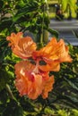 El Capitolio Double Orange Tropical Hibiscus