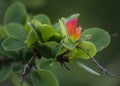 Un hoja roja como una flor