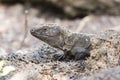 El Hierro giant lizard