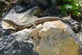 El Hierro Typical Lizard Tizon