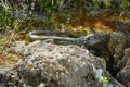 El Hierro Typical Lizard Tizon