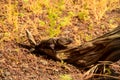 Canarian Lizard