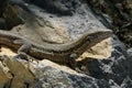 El Hierro Typical Lizard Tizon