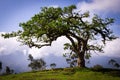 El Lechero, a sacred tree of a local mythology in Otavalo, Ecuador