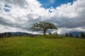 El Lechero, the sacred tree of Otavalo