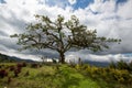 El Lechero, the sacred tree of Otavalo