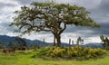 El Lechero, the sacred tree of Otavalo