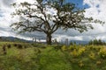 El Lechero, the sacred tree of Otavalo