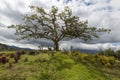 El Lechero, the sacred tree of Otavalo