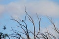 El Leoncito Los Andes pajaro