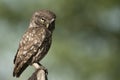 El mochuelo, rapaces nocturnas, Athene noctua, encaramado en un tronco donde se caza el ratÃÂ³n y pequeÃÂ±os insectos