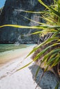 El Nido, Palawan, Philippines. Tropical sandy beach with exotic foliage plants surrounds by karst limestone rocky mountains Royalty Free Stock Photo