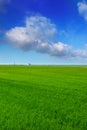 El Saler in Valencia rice fields green meadow Royalty Free Stock Photo