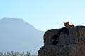 El Teide and cat