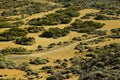 El Teide, national park (Volcano, Tenerife) Royalty Free Stock Photo