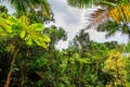 El Yunque national forest Royalty Free Stock Photo