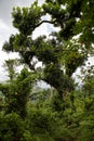 El Yunque National Forest near Baracoa in the Guantanamo province, Cuba Royalty Free Stock Photo