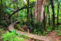 El Yunque national forest path Royalty Free Stock Photo