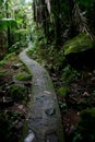 El Yunque National Forest Trail Royalty Free Stock Photo