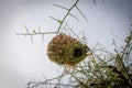Elaborate African weaver bird nest hanging from thorny tree in Senegal, Africa Royalty Free Stock Photo