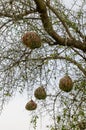 Elaborate African weaver bird nests hanging from thorny tree in Senegal, Africa