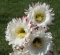 Huge flowers on Trichocereus cactus