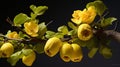 Elaborate Fruit Arrangement: A Stunning Quince Flower On Branch