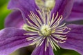 Elaborate stamens on large purple clematis flower