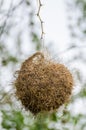 Elaborately built African masked weaver bird nest hanging dangerously from single twig, The Gambia, West Africa