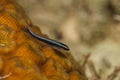 Elacatinus neon goby Royalty Free Stock Photo