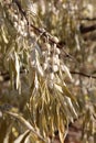 Elaeagnus angustifolia. Fruits of Russian olive in autumn in the Altai region Royalty Free Stock Photo