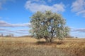 Elaeagnus angustifolia. Russian olive among the dried grass in the Altai region