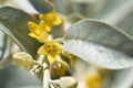 Elaeagnus angustifolia , Russian olive flower