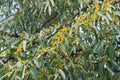 Elaeagnus angustifolia tree blooming Royalty Free Stock Photo