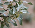 Elaeagnus commutata (silverberry) Royalty Free Stock Photo