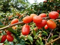 Elaeagnus latifolia-Red fruit