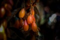 Elaeagnus latifolia, a sour type of Ma Lod, is commonly consumed fresh as a fruit