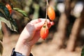 Elaeagnus latifolia, a sour type of Ma Lod, is commonly consumed fresh as a fruit