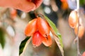 Elaeagnus latifolia, a sour type of Ma Lod, is commonly consumed fresh as a fruit