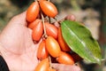 Elaeagnus latifolia, a sour type of Ma Lod, is commonly consumed fresh as a fruit